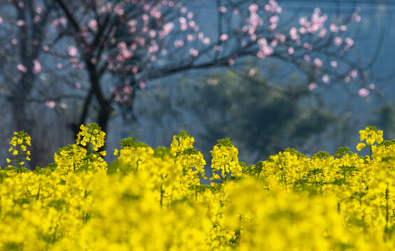 油菜花