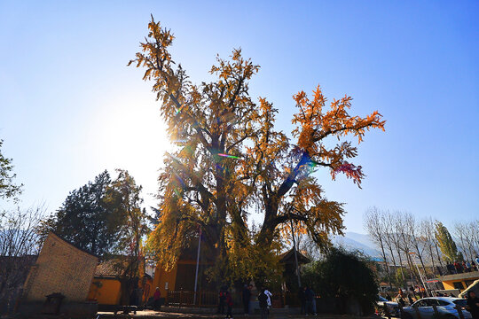 陕西西安百塔寺银杏秋景