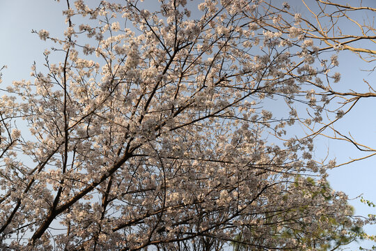 樱花时节