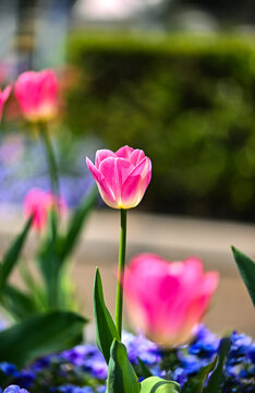 上海春天盛开的郁金香花