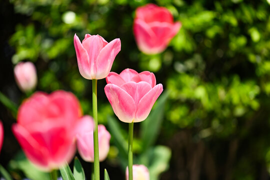 上海春天盛开的郁金香花