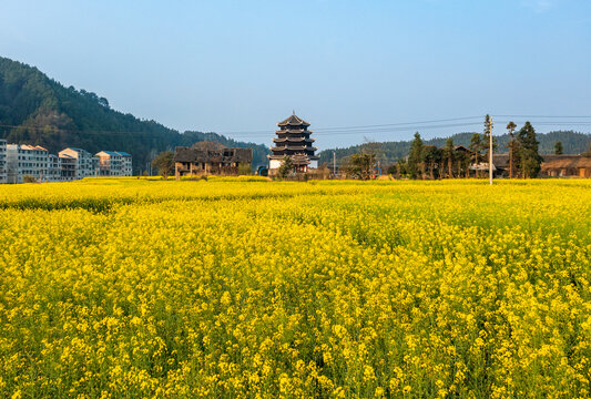 湖南通道白衣觀古建筑油菜花海