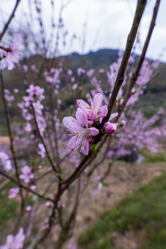 春天桃花