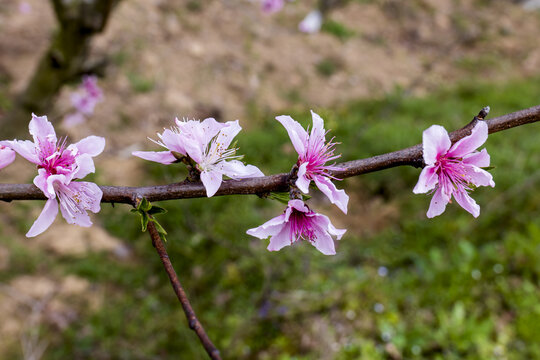 春天桃花