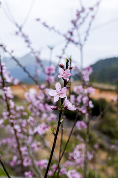 桃花