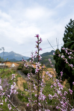 桃花花枝