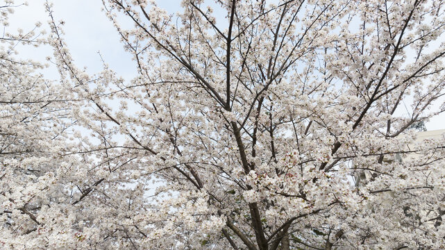 樱花盛开