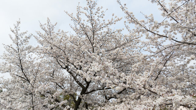 樱花盛开