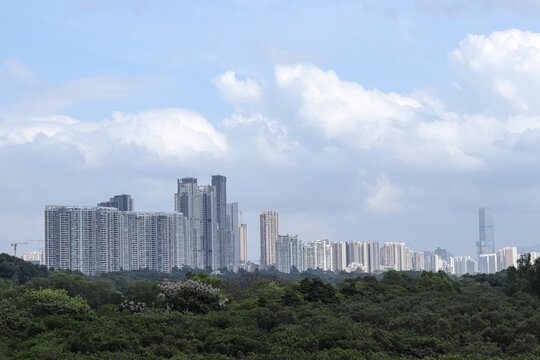 被深圳湾红树林遮住的高楼大厦