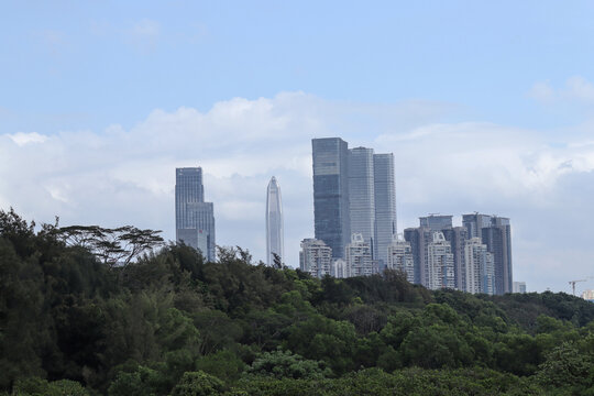 被深圳湾红树林遮住的高楼大厦