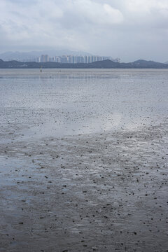 大退潮后的深圳湾滩涂