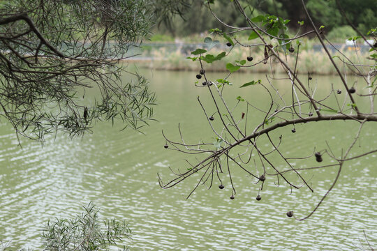 池塘边的杨叶肖槿和台湾相思