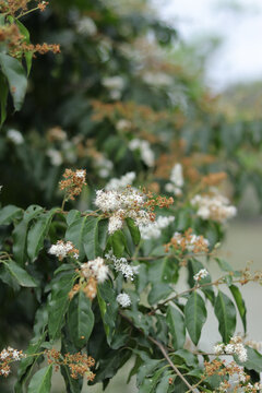 小蜡树开花