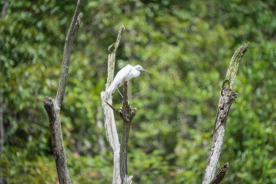 栖息在树枝上的白鹭