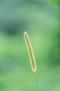 野外生长的狗尾草