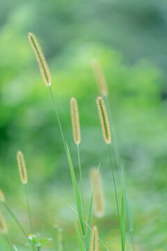 野外生长的狗尾草