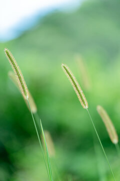 野外生长的狗尾草