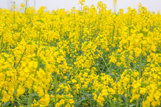 乡村油菜花