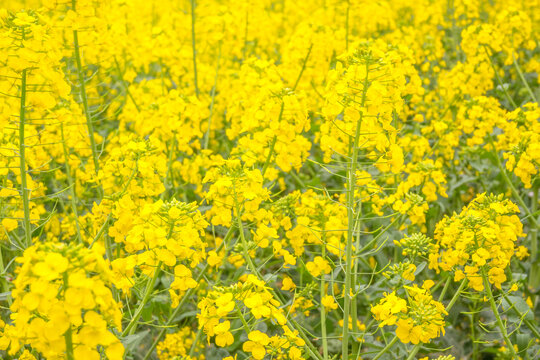 油菜花海