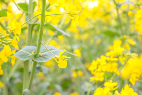 油菜花特写