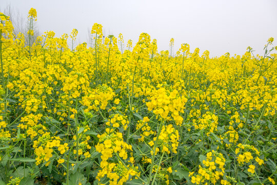 春天油菜花海