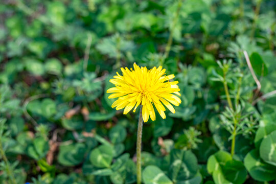 野生蒲公英