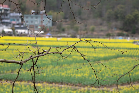 油菜花田