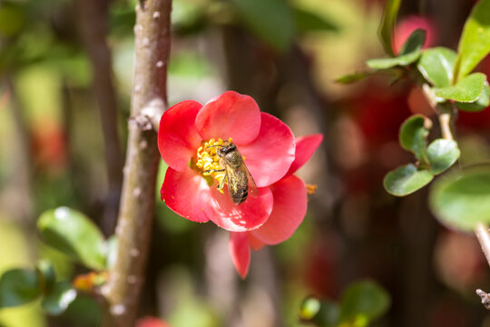贴梗海棠与蜜蜂