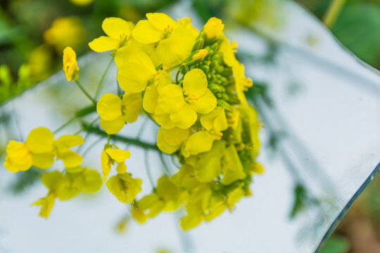 春天里的油菜花