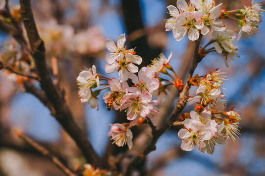 樱花与蜜蜂