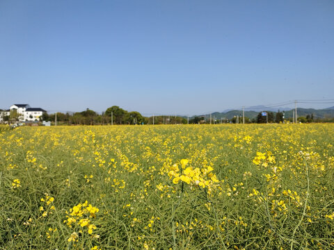 东梓关村油菜田