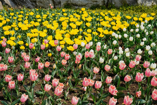 郁金香花海