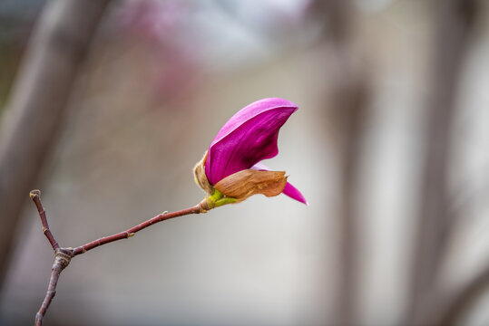 紫色玉兰花