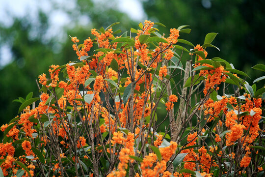 桂花树