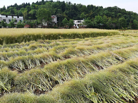 油菜丰收