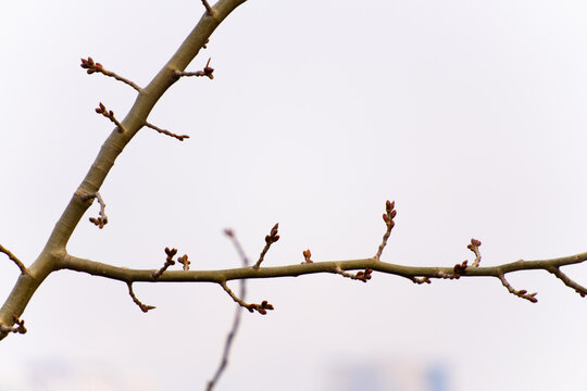 树枝新芽春芽近景特写6K素材