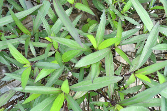 深圳海边公园里的蓝花草