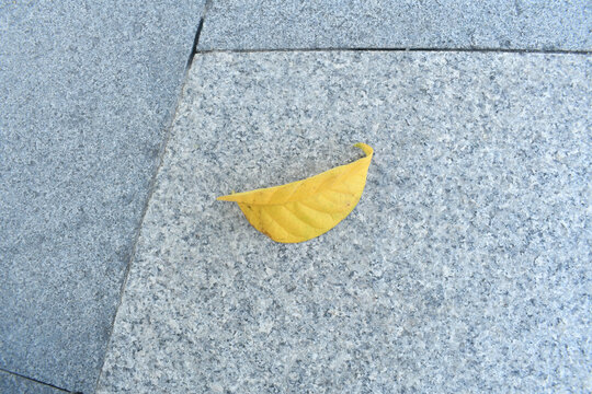 黄色的落叶