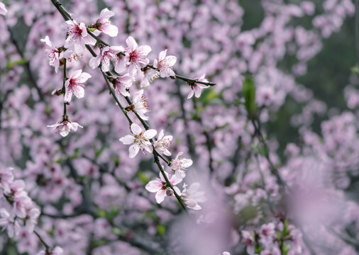 桃花盛开春意浓