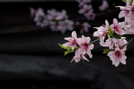 桃花盛开春意浓