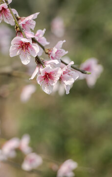 桃花盛开春意浓