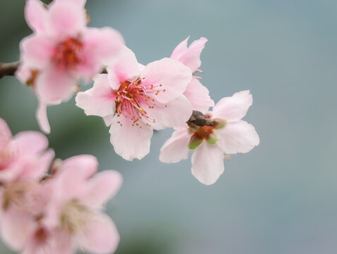 桃花盛开春意浓