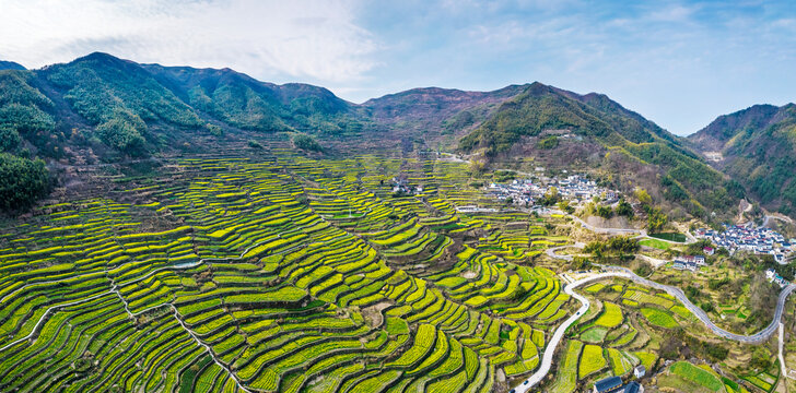 覆卮山油菜花梯田航拍全景