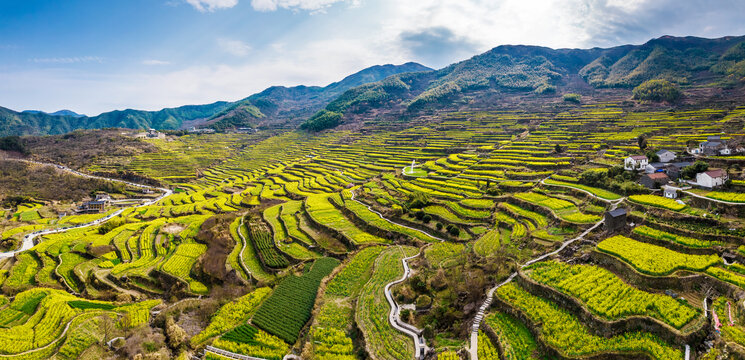 覆卮山油菜花梯田航拍全景