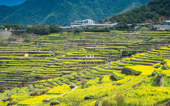 覆卮山油菜花梯田