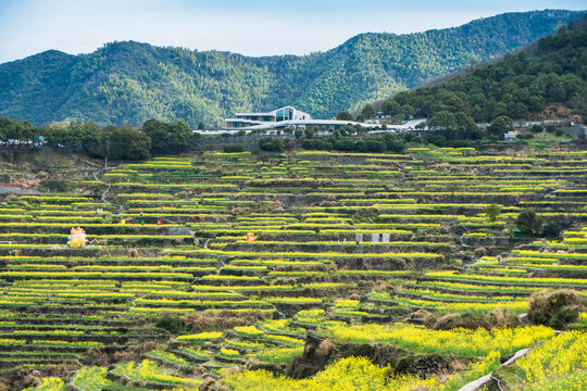 覆卮山梯田油菜花