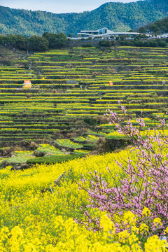 覆卮山油菜花梯田