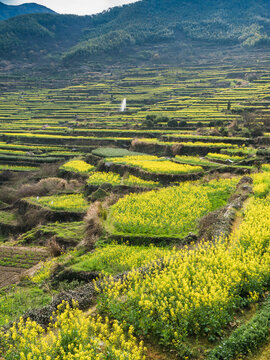 覆卮山油菜花梯田