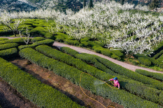 茶园管理