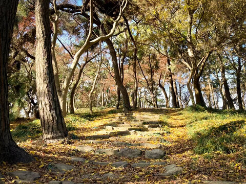 秋日丛林中的石阶小道